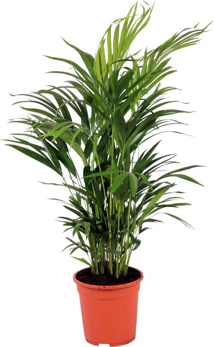 Kollakas pisipalm Ø 17 cm