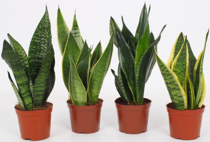 Havisaba mix Ø 12 cm