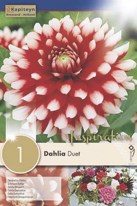 Daalia Duet 1 tk
