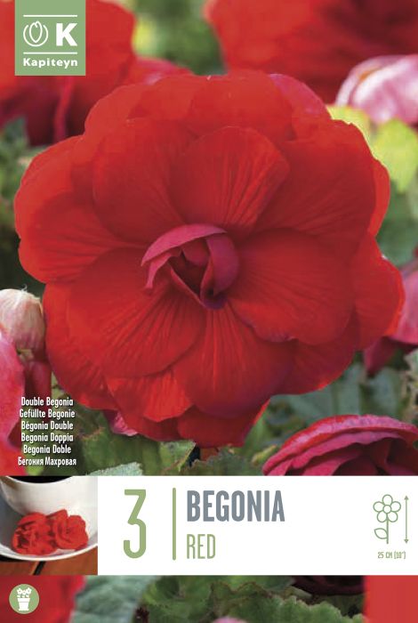 Mugulbegoonia Double Red 3 tk