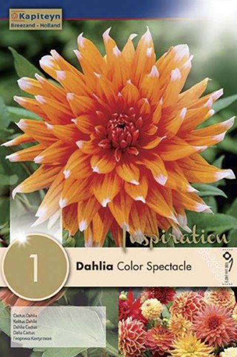 Daalia Color Spectacle