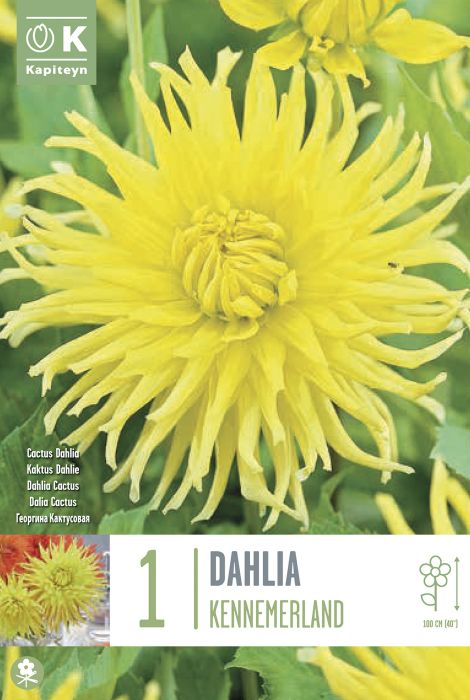 Daalia Kennemerland 1 tk