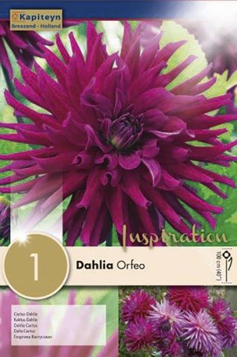 Daalia Orfeo 1 tk