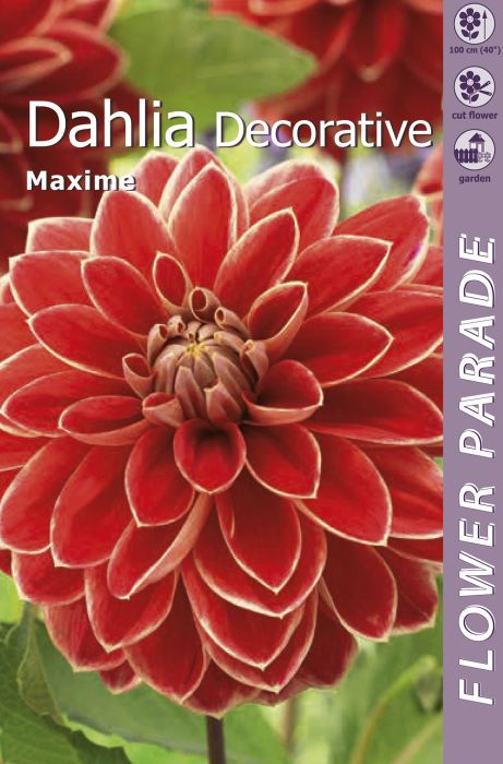 Daalia Kapiteyn Decorative Red/Yellow 1 tk