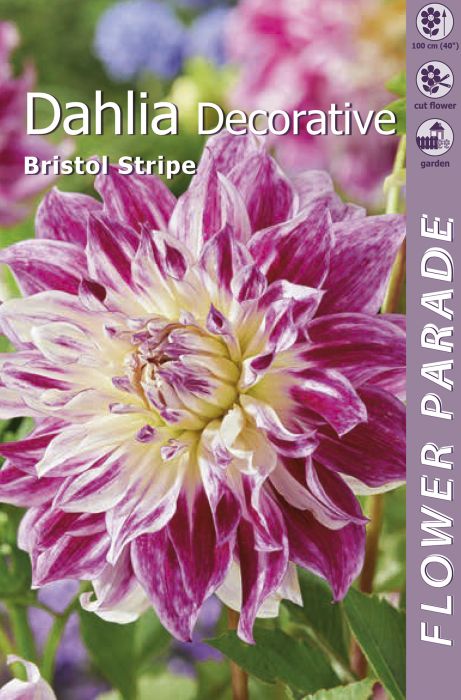 Daalia Kapiteyn Bristol Stripe 1 tk