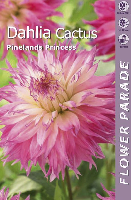 Daalia Kapiteyn Pineland Printsess 1 tk