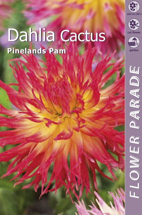Daalia Kapiteyn Pineland's Pam