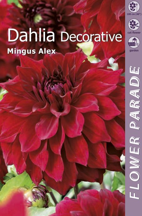 Daalaia Kapiteyn Mingus Alex