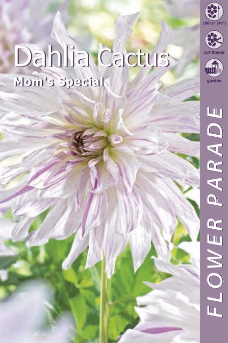Kaktusdaalia Almost White 1 tk