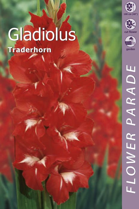 Gladiool Red 7 tk