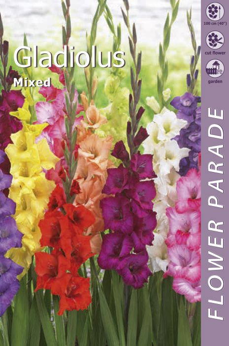 Gladioolide Mix 7 tk