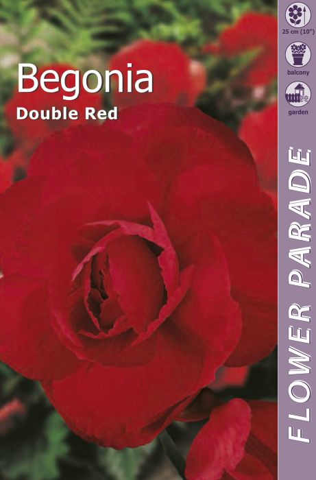 Mugulbegoonia Double Red 1 tk