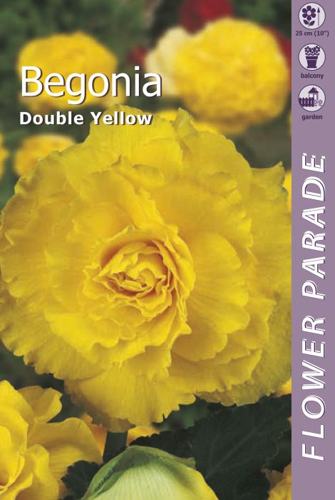 Mugulbegoonia Double Yellow 1 tk