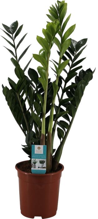 Sulgvõhk Ø 17 cm