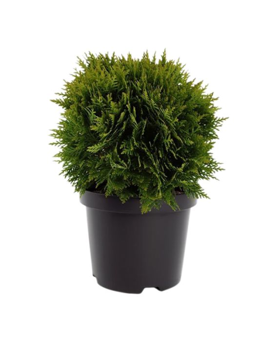 Harilik elupuu Danica Ø 17 cm