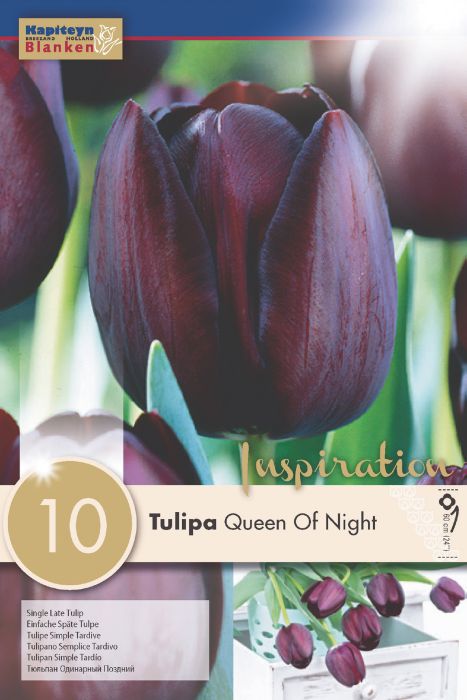 Tulp Queen of Night 10 tk
