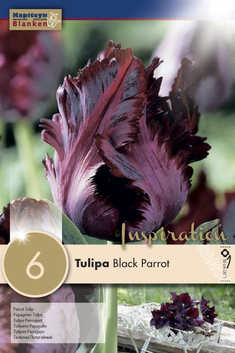 Tulp Black Parrot 6 tk