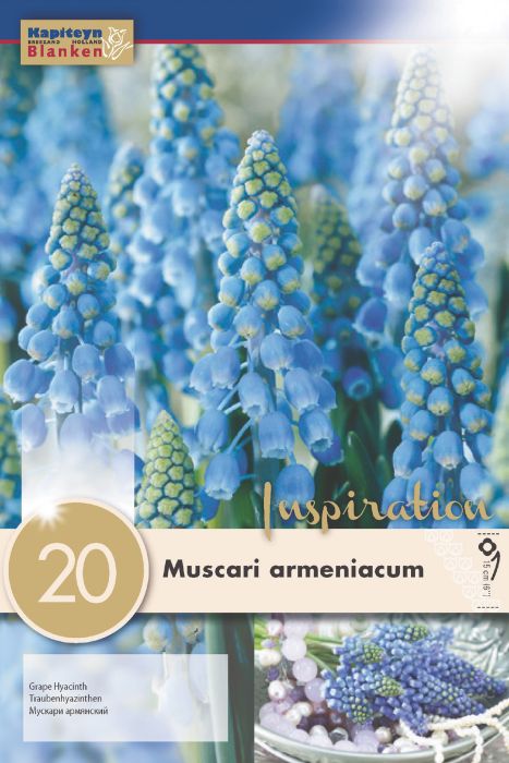 Armeenia kobarhüatsint 20 tk