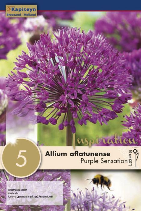 Lauk Purple Sensation 5 tk