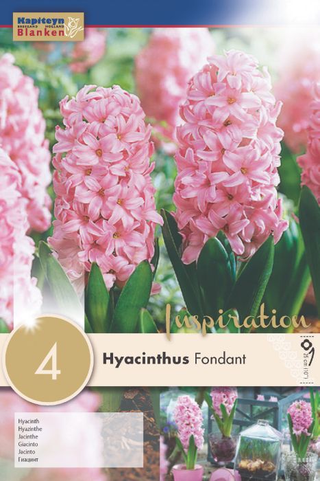 Hüatsint Fondant 4 tk