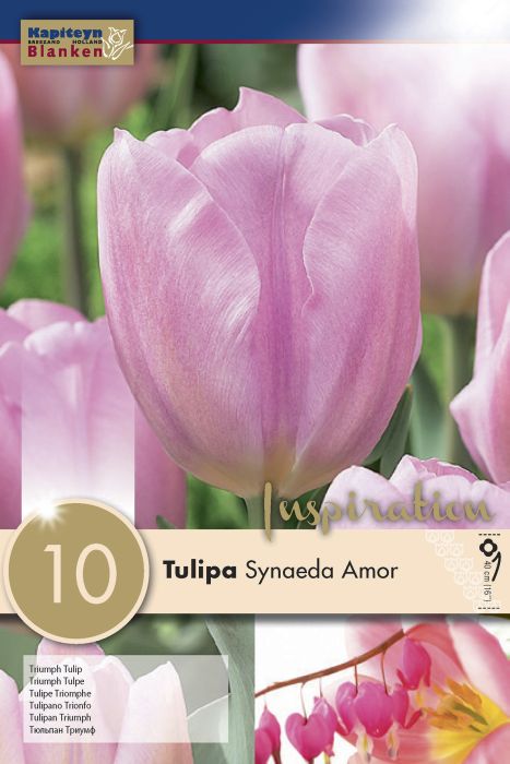 Tulp Synaeda Amor 10 tk