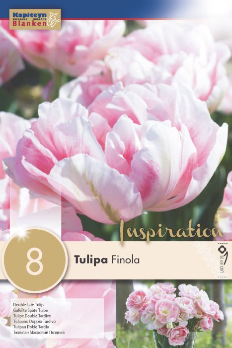 Tulp Double Finola 8 tk