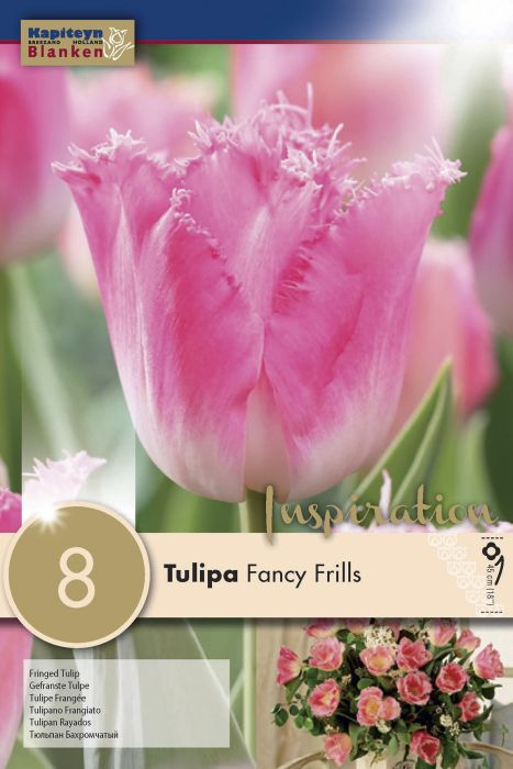 Tulp Fancy Frills 8 tk