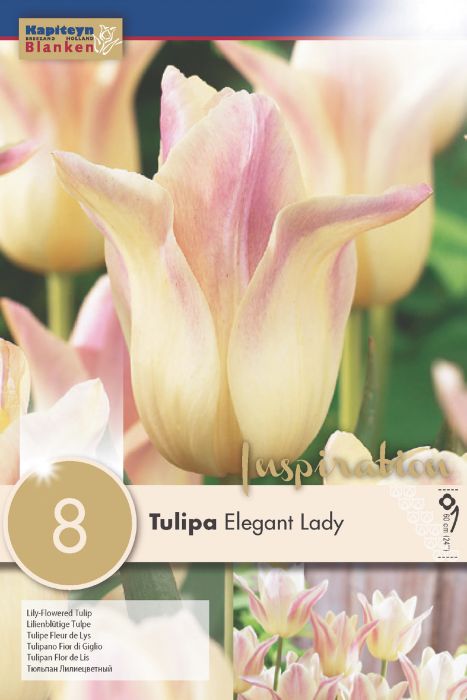 Tulp Elegant Lady 8 tk