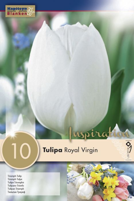 Tulp Royal Virgin 10 tk