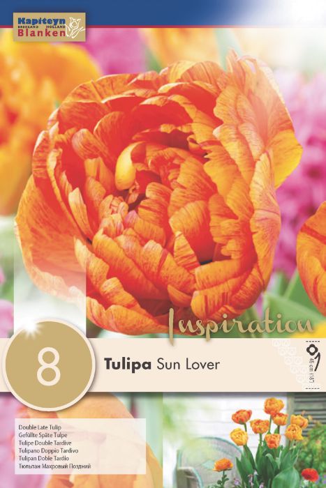 Tulp Douple Late Sunlover 8 tk