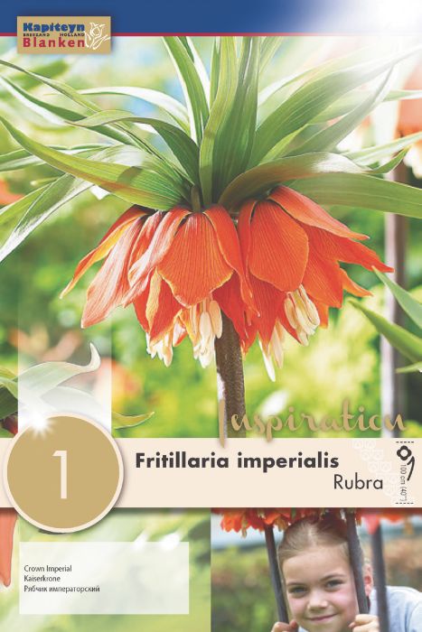 Harilik Püvilill Rubra 1 tk