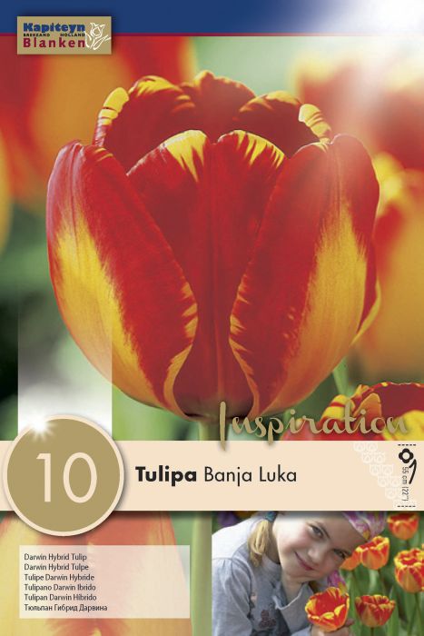 Tulp Banja Luka 10 tk