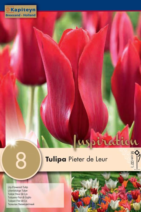Tulp Pieter de Leur 8 tk