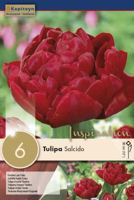 Tulp Double Late Salcido 8 tk