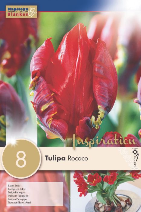 Tulp Parrot Rococo 8 tk