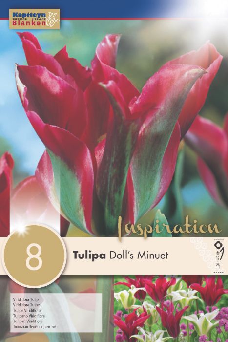 Tulp Viridiflora Doll's Minuet 8 tk
