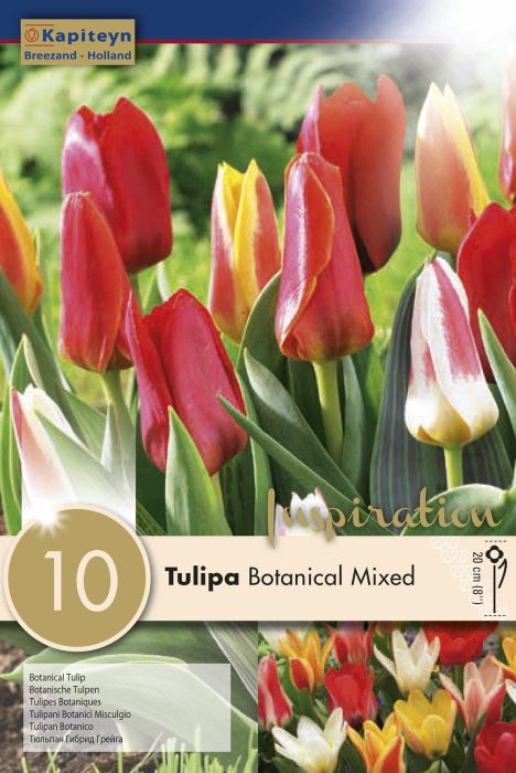 Tulp Botanical Mix 10 tk