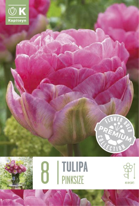 Tulp Double Late Aveyron 8 tk