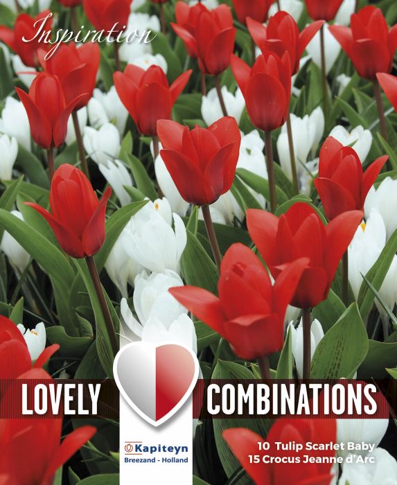 Krookuse ja tulbi valik 25 tk