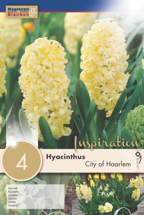 Hüatsint City of Haarlem 4 tk