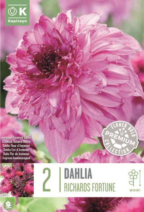 Daalia Richard Fortune 2 tk