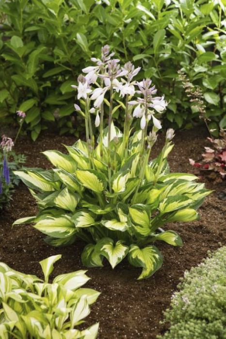 Hosta Colored Hulk