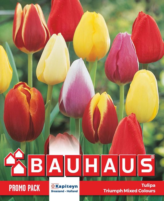 Tulp Kapiteyn Triumph Mix 20 tk