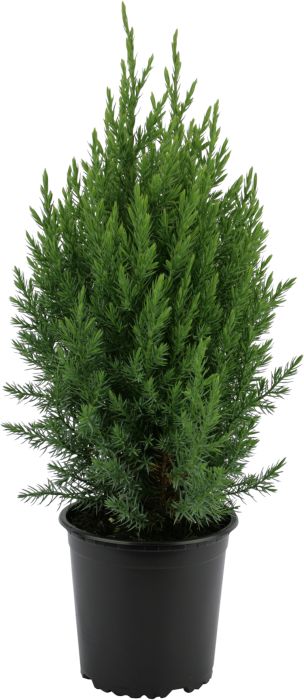 Hiina kadakas Stricta Ø 17 cm