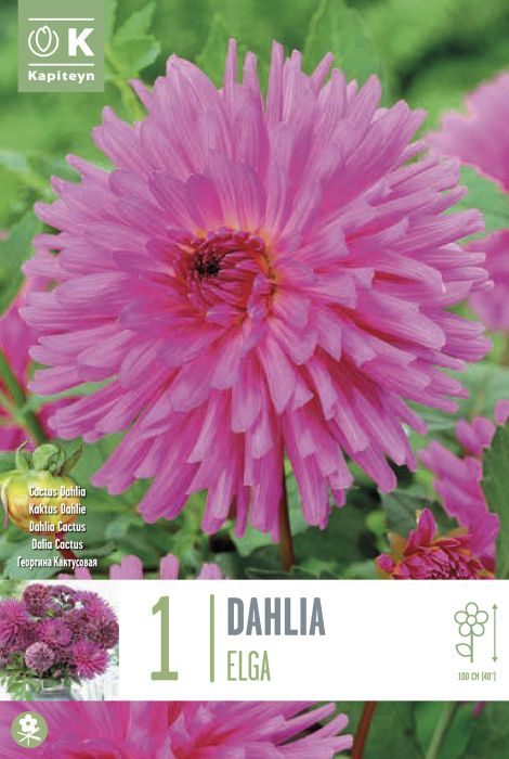 Daalia Elga 1 tk