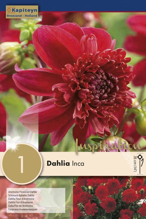 Daalia Inca