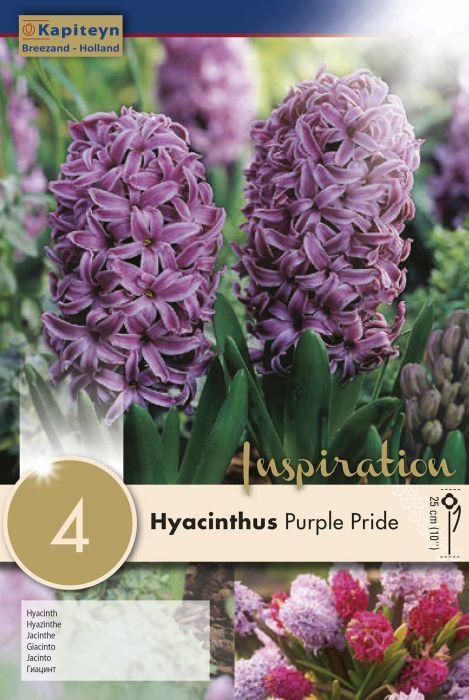 Hüatsint Purple Pride 4 tk