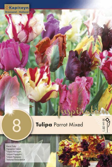 Tulbid Parrot mixed 8 tk