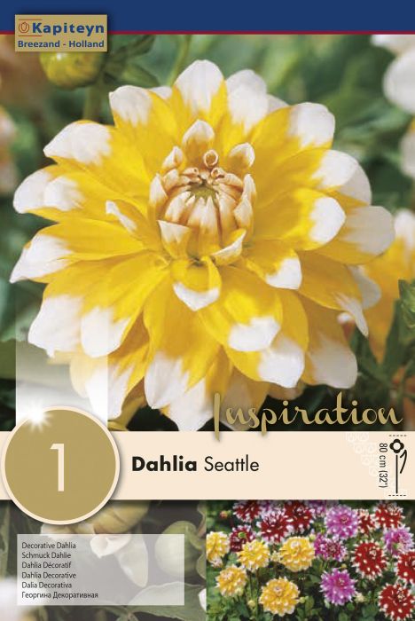Daalia Seatle