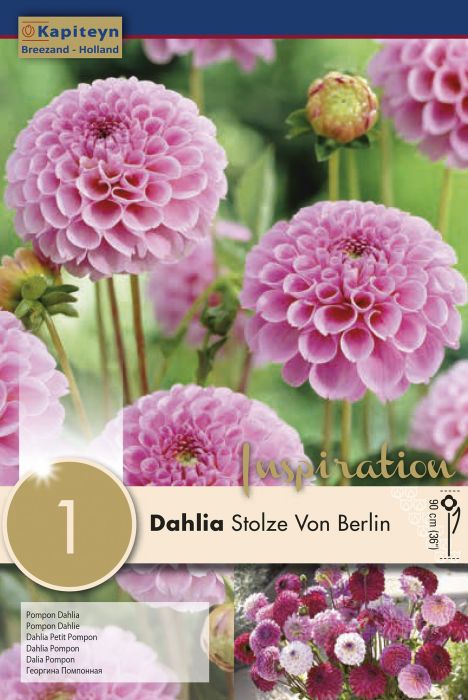 Daalia Stolze von Berlin